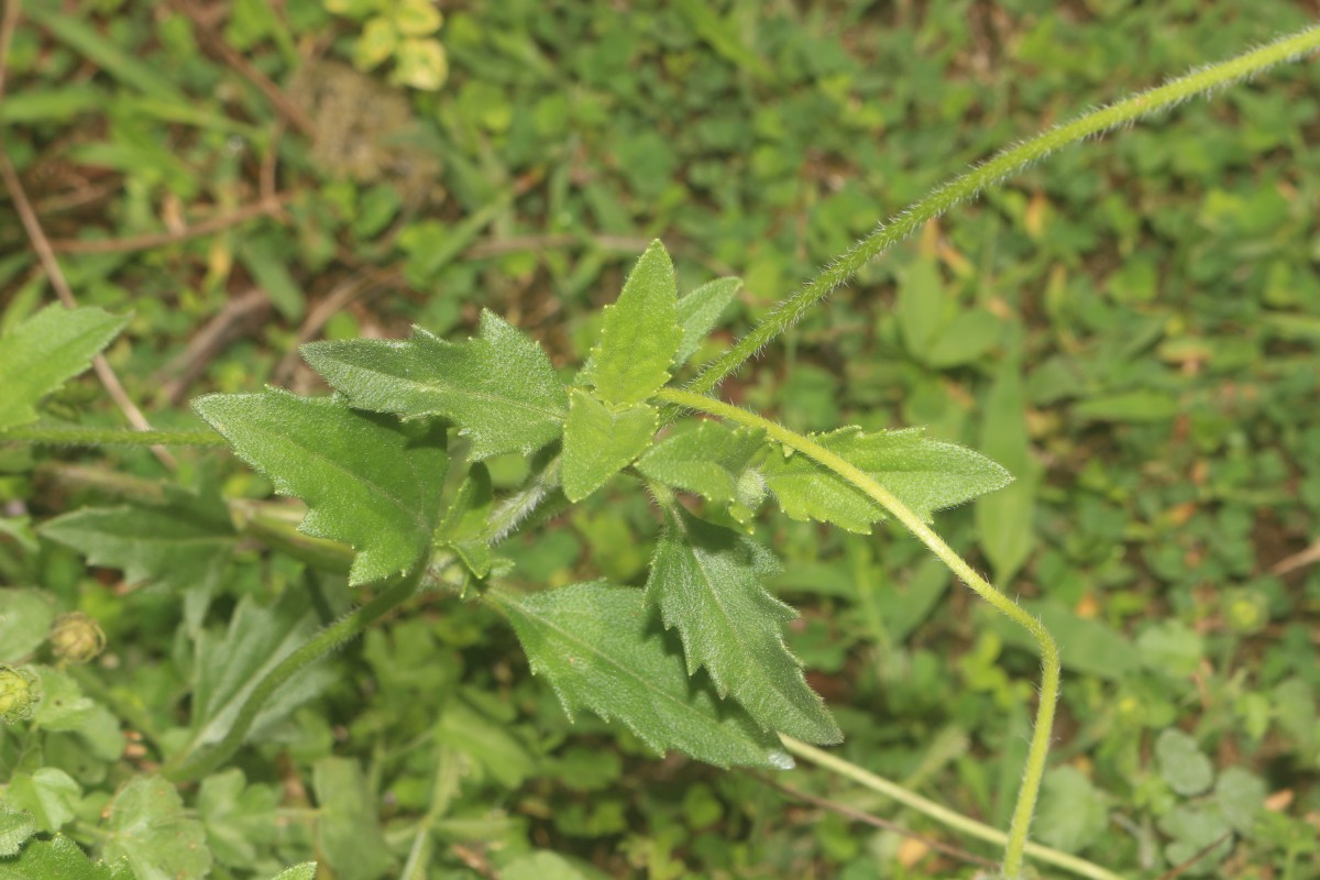 Tridax procumbens L.